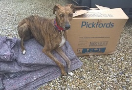 Pickfords supports rescue dogs