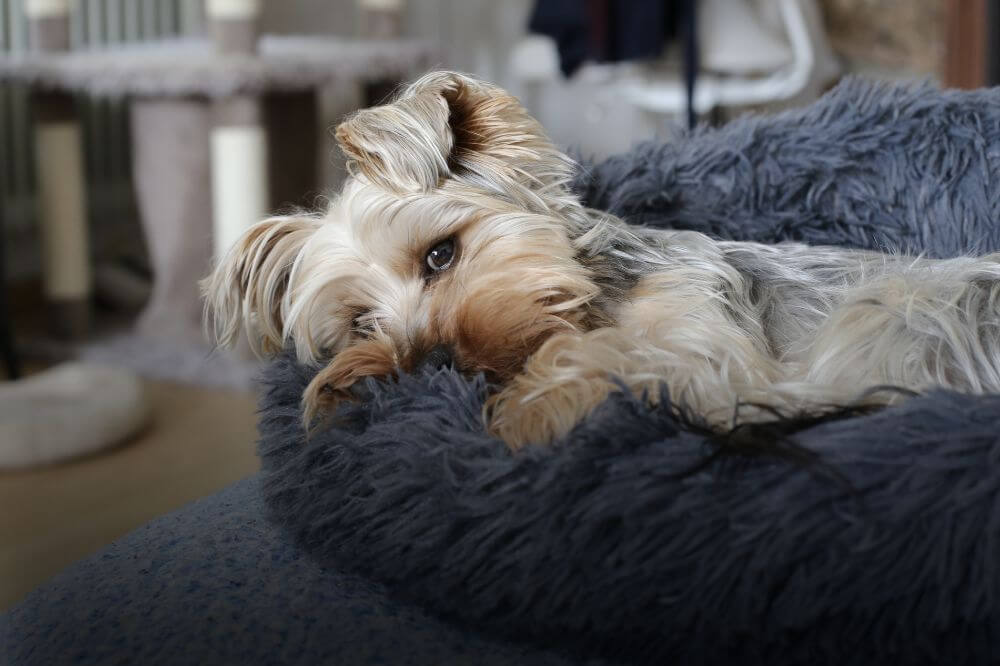 Best pet boarding discount