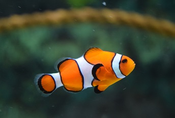 Moving a fish