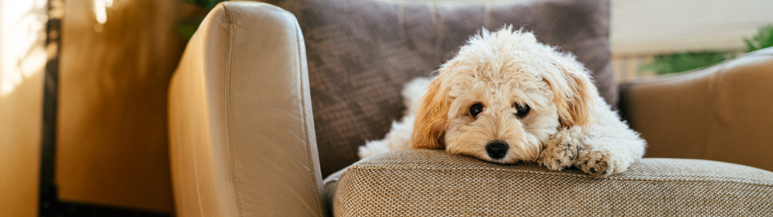 Pet relocation